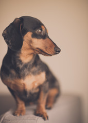 Dachshund 