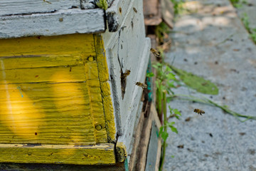 Obraz na płótnie Canvas Flying honey bees. The bees return to the beehive after the honey collection.