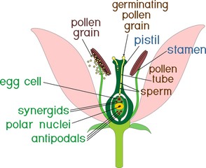 Parts of flower with titles. Cross section of typical angiosperm flower at time of double fertilization