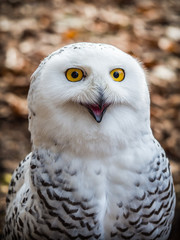 Obraz premium The snowy owl sitting in the wood