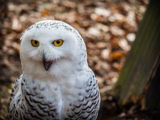 The snowy owl sitting in the wood