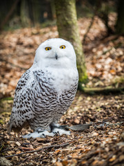 The snowy owl sitting in the wood