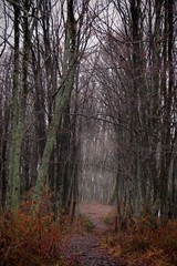 Foggy weather in the forest. Autumn season. Forest path between trees.