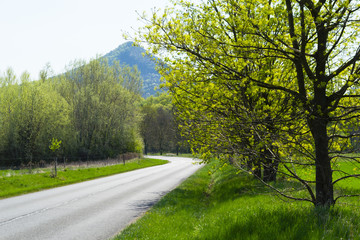 Linden tree flowers