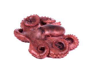 Boiled octopus isolated on white background. Boiled octopus tentacles isolated.