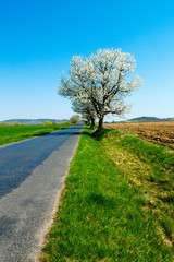 Fototapeta na wymiar blossoming roadside cherry tree