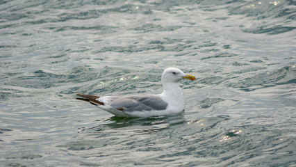 White seagull sits on the water in a calm sea