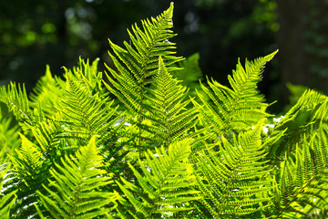 floral fern background in sunlight.