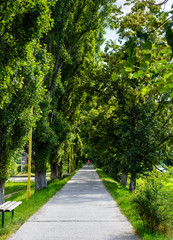 Fototapeta na wymiar walking path under the Linden tree crowns. lovely nature background