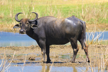 Wild water buffalo Bubalus bubalis in Yala national park © Geza Farkas
