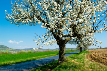 blossoming roadside cherry tree