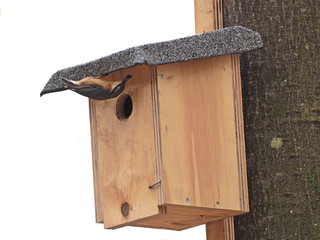 Kleiber am Starenkasten mit Einflugloch von 45 mm - Nuthatch on the star box with 45 mm entry hole