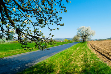 blossoming roadside cherry tree