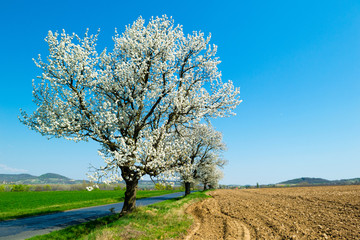 Fototapeta na wymiar blossoming roadside cherry tree