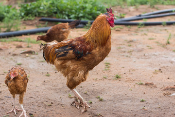 A chicken and a hen.