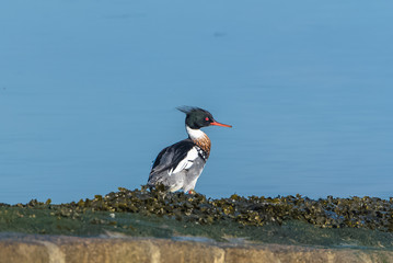 Red-breasted Merganser, Mergus serrator, beautiful diving duck
