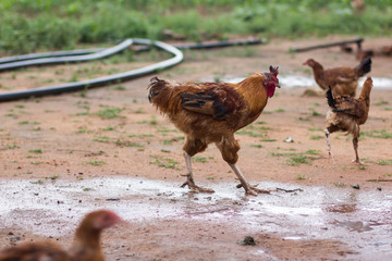 Chickens on a farm.