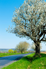 Fototapeta premium blossoming roadside cherry tree