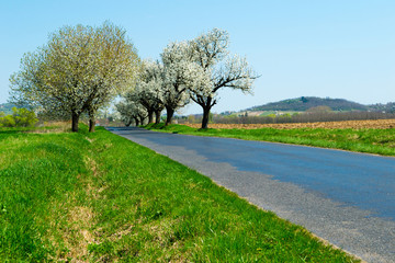 blossoming roadside cherry tree