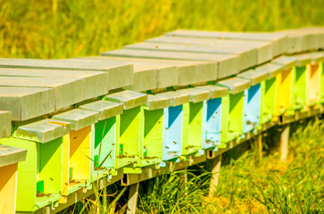 Bee Hives