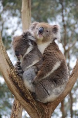 Koalas