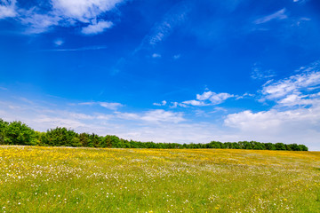 Summer rural landscape Southern England UK