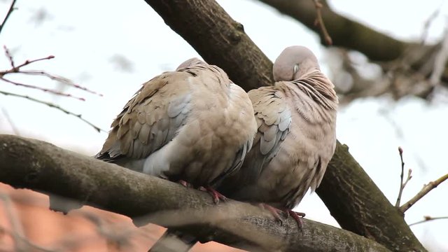 Eurasian collared dove on the branch