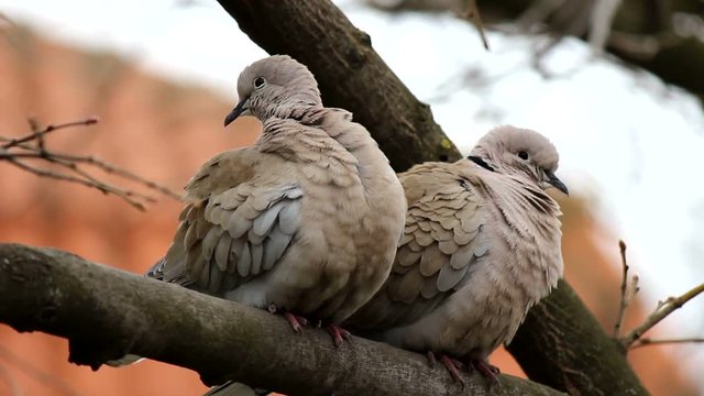 A pair of Eurasian collared dove (Streptopelia decaocto) arranges feathers on the edge of the tree