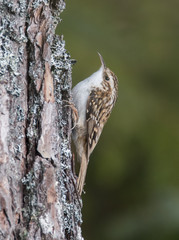 Treecreeper
