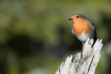 Robin (Erithacus rubecula) perched on tree stump
