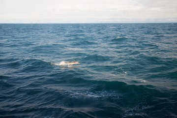 Naklejka na ściany i meble Dolphin jumps out of the water.