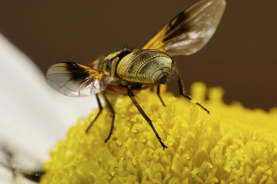 Macro view of the abdomen with a large, colored bronze caucasian flower flies are on a background of daisies