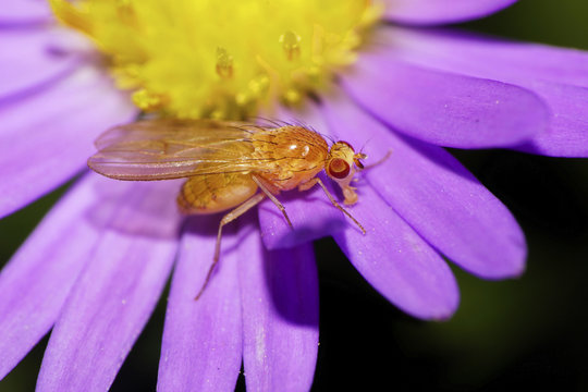 Close-up side view of Caucasian orange flower petal, flies on alpine aster