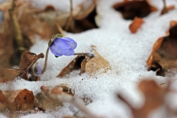 Leberblümchen (Hepatica nobilis) im Schnee

