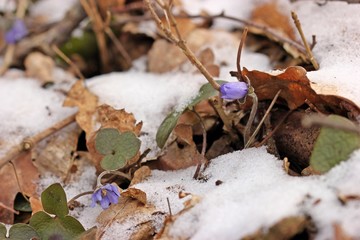Fototapeta premium Leberblümchen (Hepatica nobilis) im Schnee 