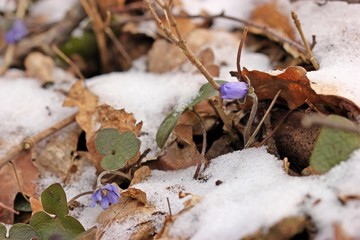 Leberblümchen (Hepatica nobilis) im Schnee
