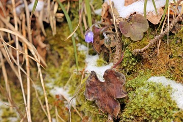 Fototapeta premium Leberblümchen (Hepatica nobilis) im Schnee 