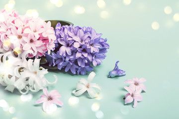 Festive Spring Floral Background. Hyacinth flowers and bokeh