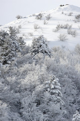 Fototapeta na wymiar Forêt blanche de neige sur les montagnes