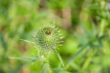 Beautiful Thistle plant with flower