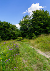 wide path through meadow in to the forest