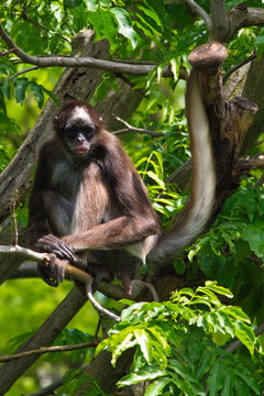 Brown spider monkey (Ateles hybridus) sitting on a lush tree branch on a sunny day