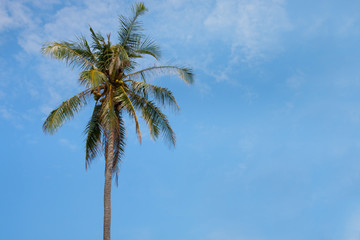 Coconut palm tree with blue sky background.