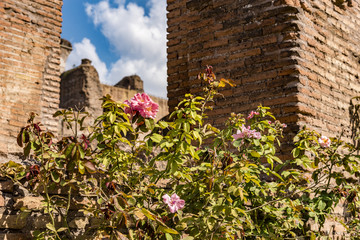Brick wall detail in Rome, Italy. Brick walls of Roman Forum with pink flowers, cloudy sky in background.