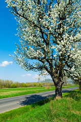 Obraz premium blossoming roadside cherry tree