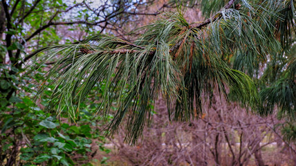 Ветка сосны © nekrasov50