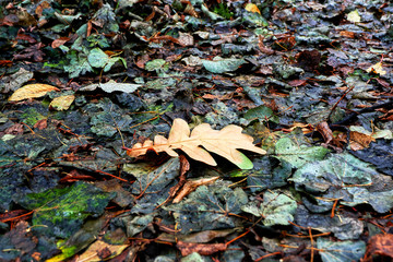 Мокрая листва