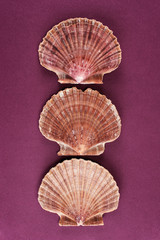 Three sea shells on the textured maroon background