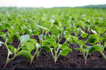 Growing vegetables in a greenhouse.