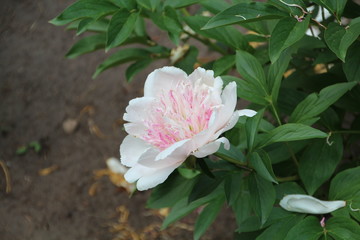 Pale Pink Peony, Devonian Botanical Gardens, Devon, Alberta